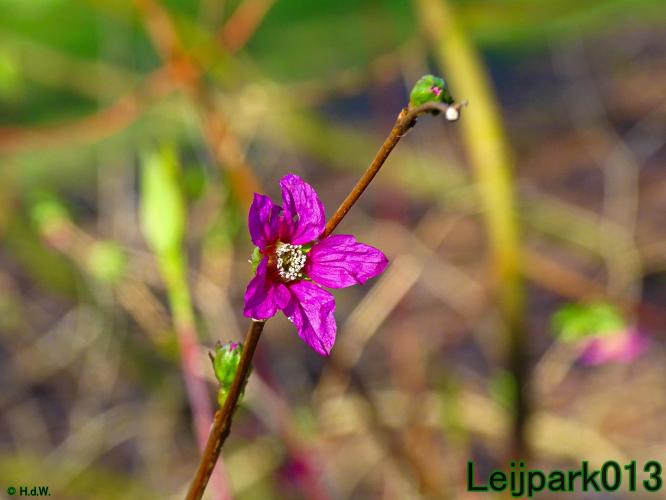 YoorsCoronaPositiveChallenge