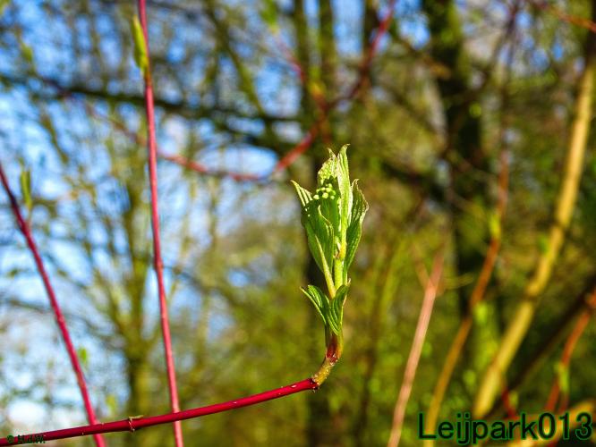 YoorsCoronaPositiveChallenge