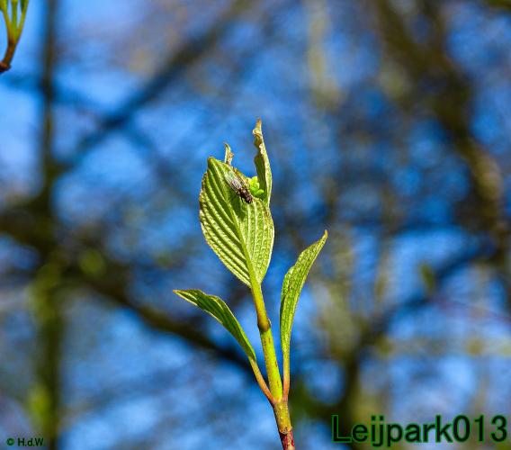 YoorsCoronaPositiveChallenge