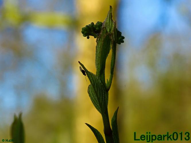 YoorsCoronaPositiveChallenge