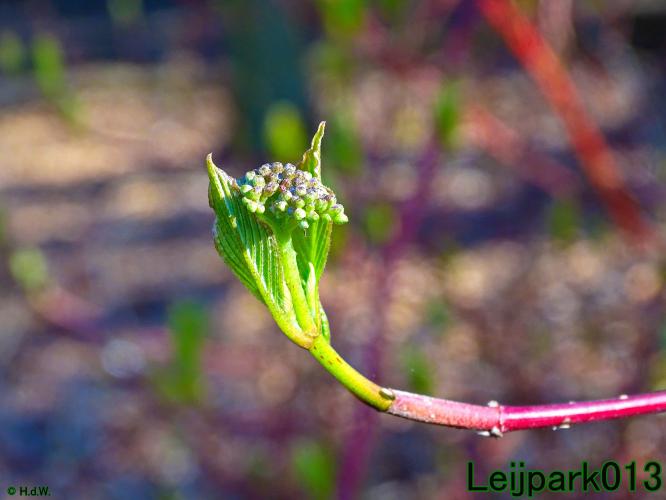 YoorsCoronaPositiveChallenge