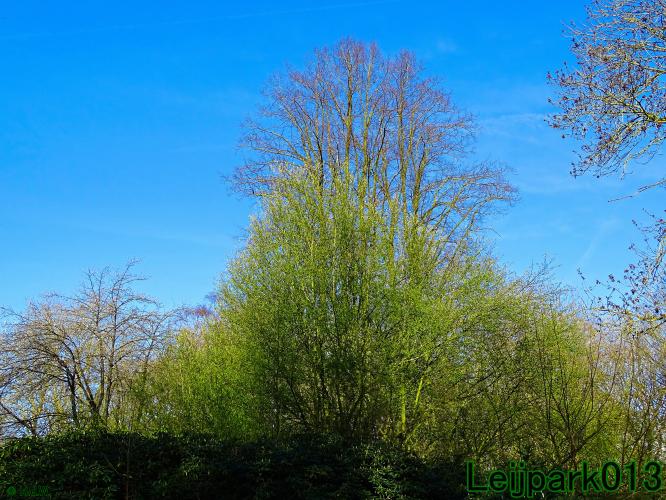 YoorsCoronaPositiveChallenge