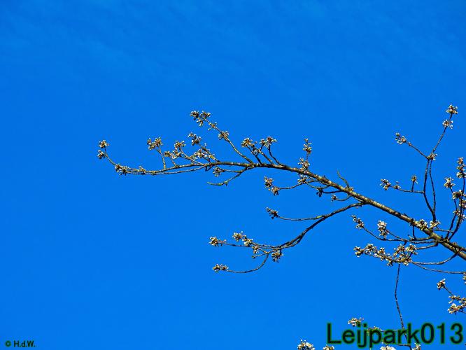 YoorsCoronaPositiveChallenge