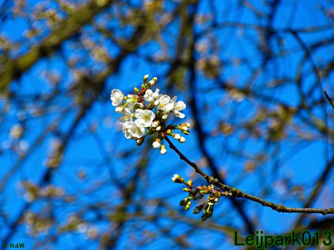 YoorsCoronaPositiveChallenge