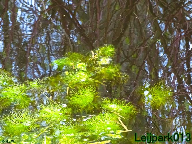 YoorsCoronaPositiveChallenge