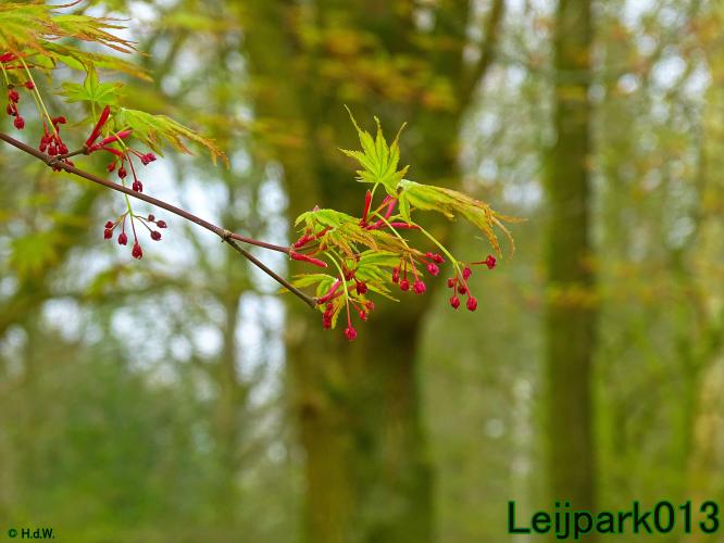 YoorsCoronaPositiveChallenge