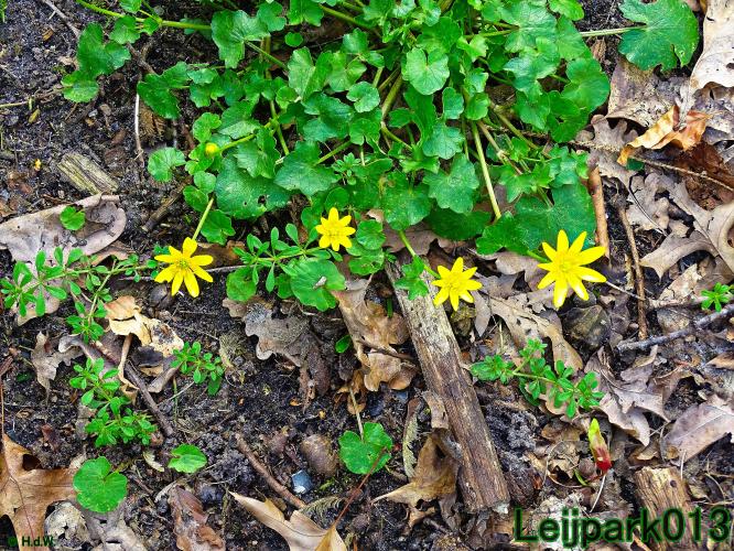 YoorsCoronaPositiveChallenge