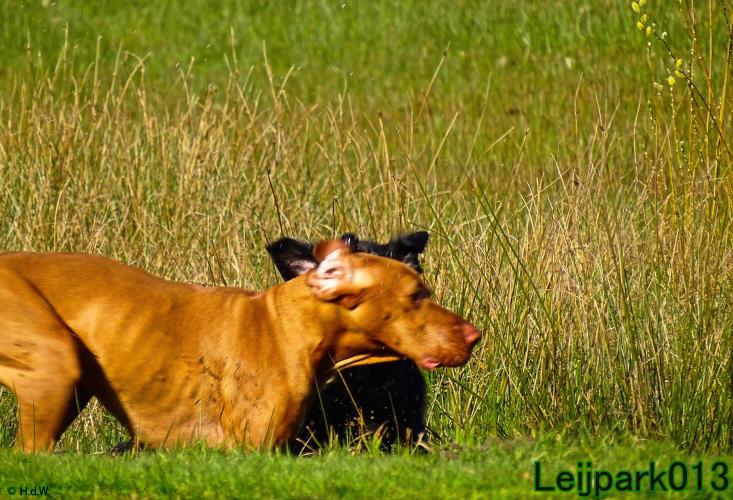 Leijpark013