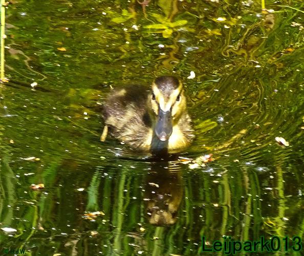 leijpark013