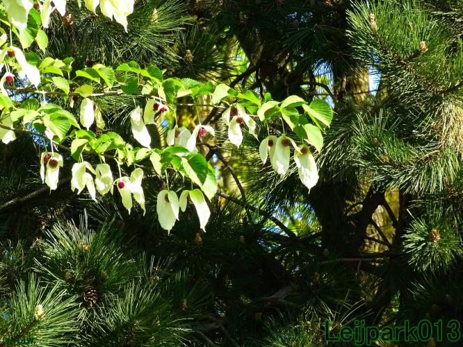 leijpark013