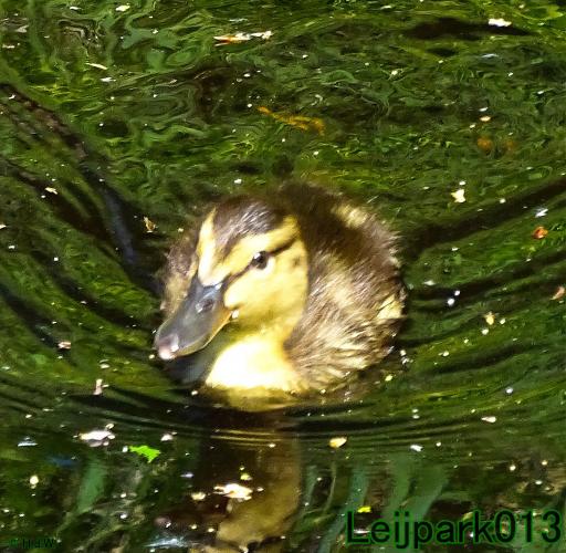 Leijpark013