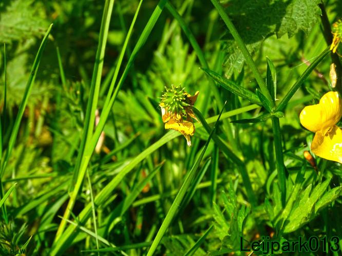 leijpark013