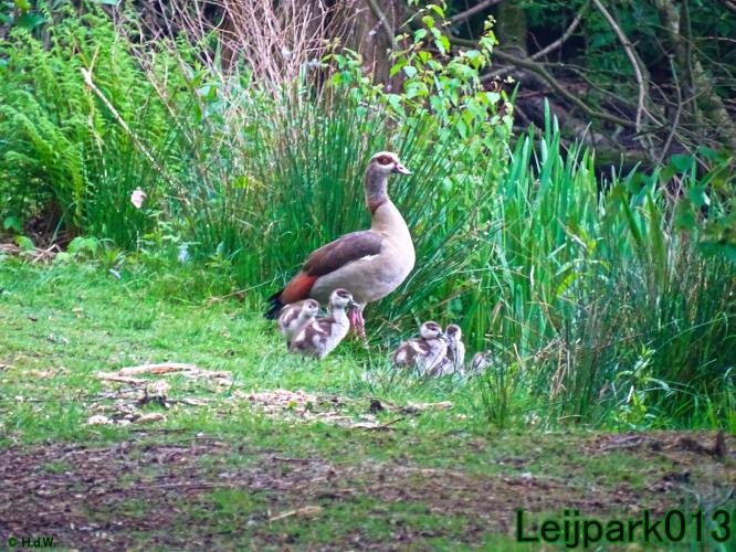 leijpark013