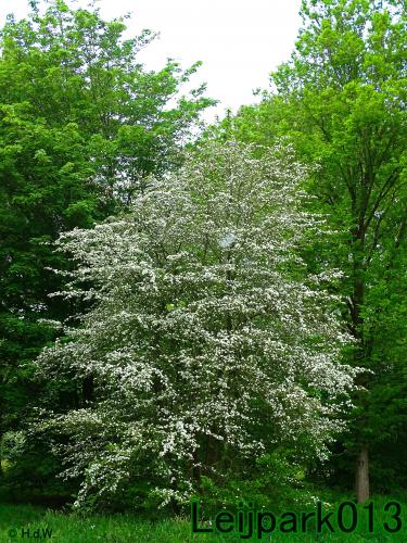 leijpark013