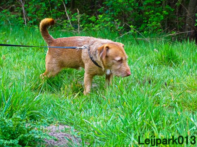 Leijpark013