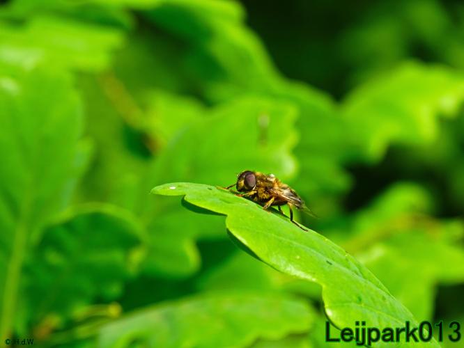 leijpark013
