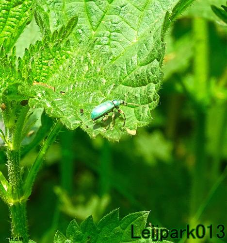 leijpark013