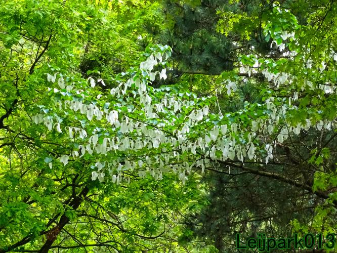 leijpark013