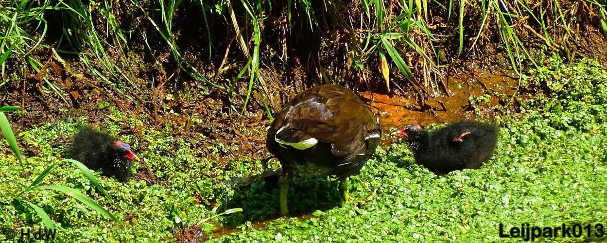 leijpark013