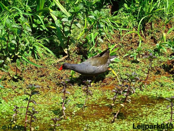 leijpark013