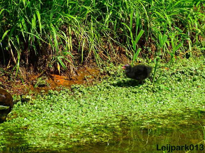 leijpark013
