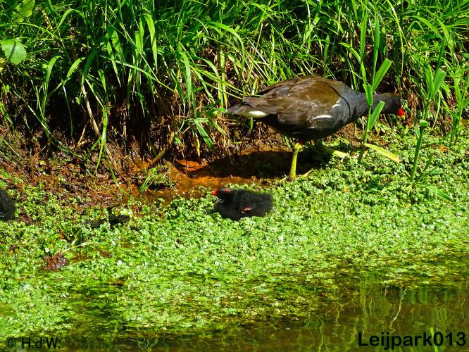 leijpark013