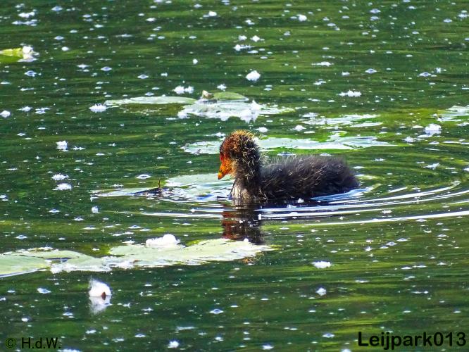 Leijpark013