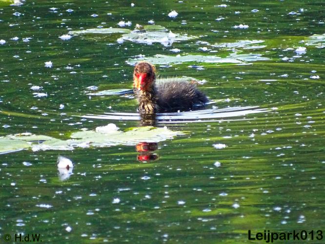Leijpark013