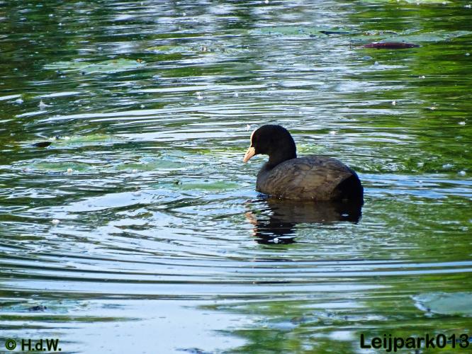 Leijpark013