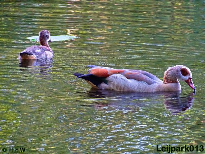 Leijpark013