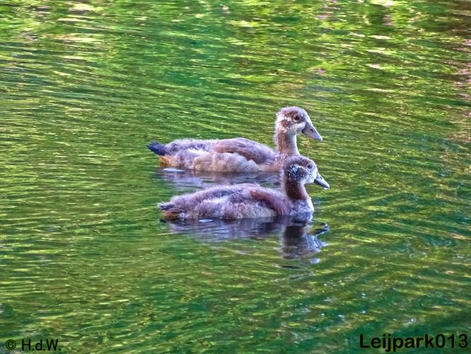 Leijpark013