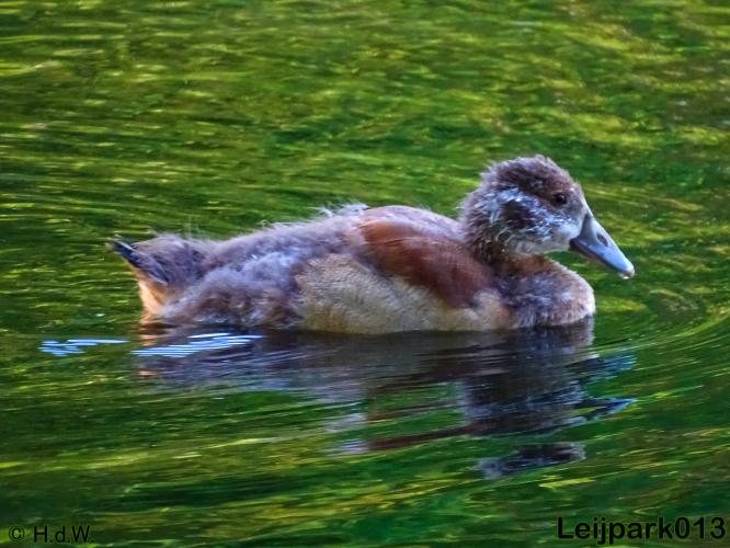 Leijpark013