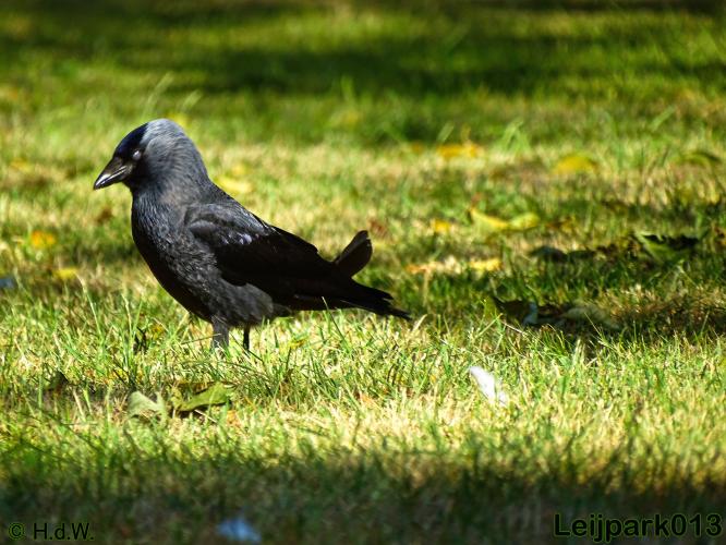 leijpark013