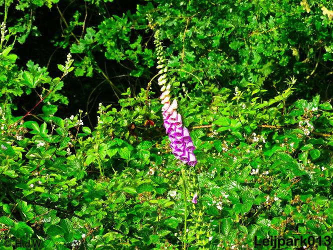leijpark013
