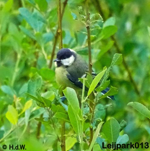 leijpark013