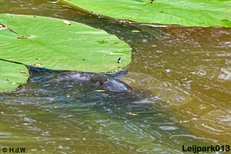 leijpark013