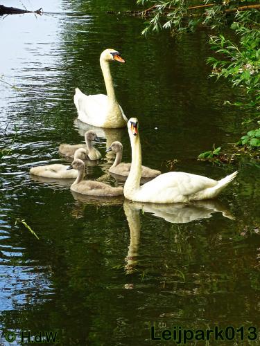 leijpark013