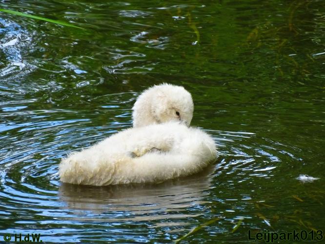 leijpark013