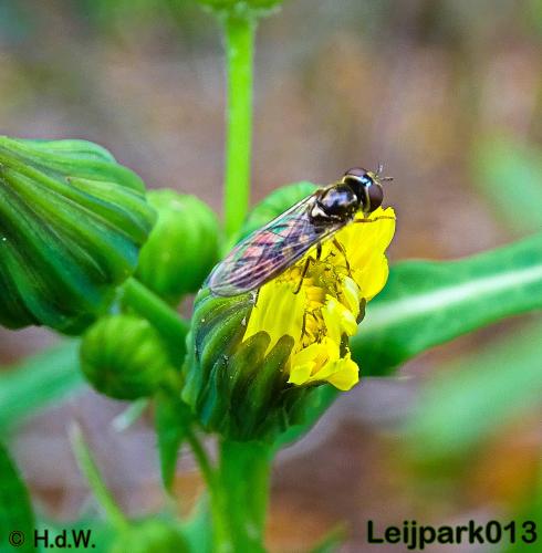 Leijpark013 25-9-2020 