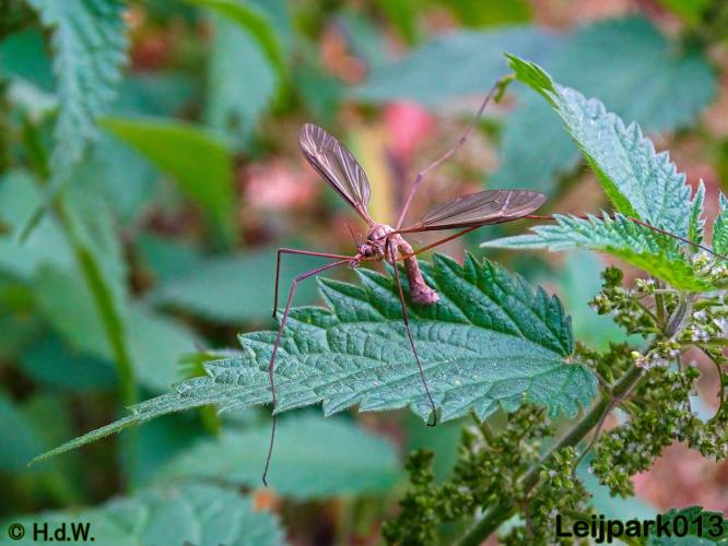 Leijpark013 25-9-2020 