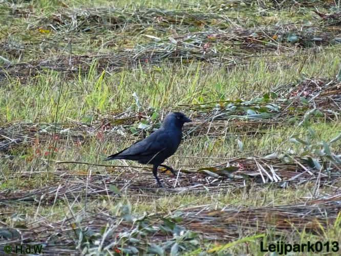 Leijpark013 25-9-2020 