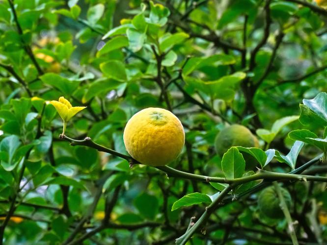 Leijpark013 25-9-2020 