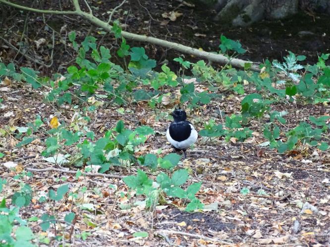 Leijpark013 25-9-2020 