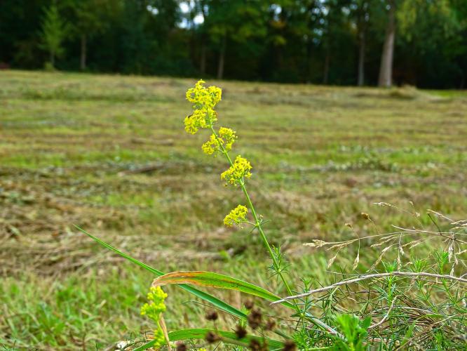 Leijpark013 25-9-2020 