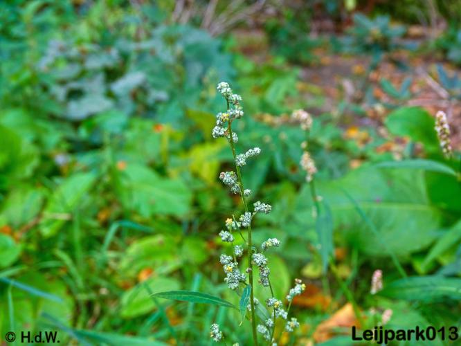 Leijpark013 25-9-2020 