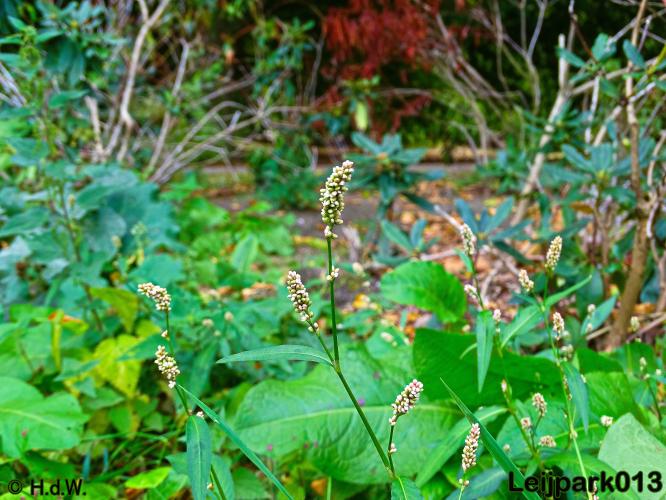 Leijpark013 25-9-2020 