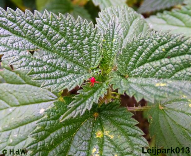 Leijpark013 25-9-2020 