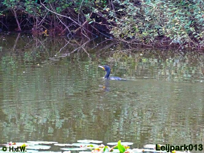 Leijpark013 25-9-2020 