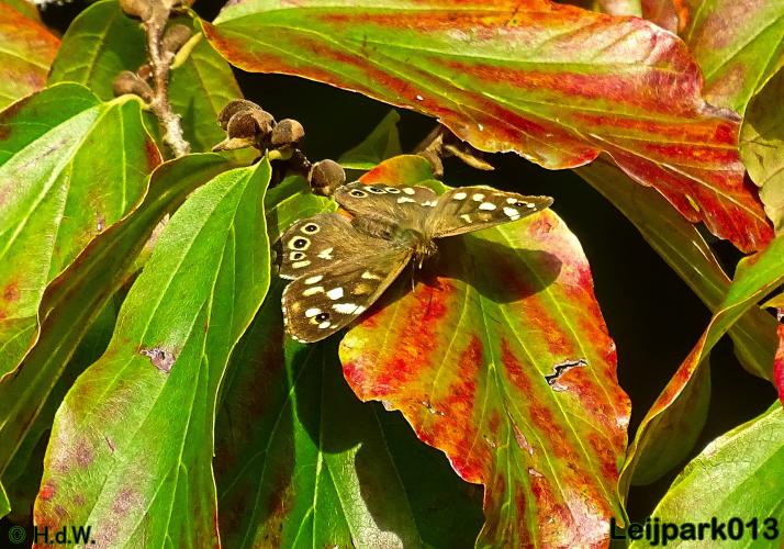 Leijpark013   26 &amp; 27 september 2020 