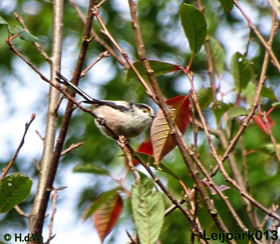 Leijpark013   26 &amp; 27 september 2020 